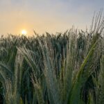 Ruhe – Katlll und der Plan – ohne – Plan